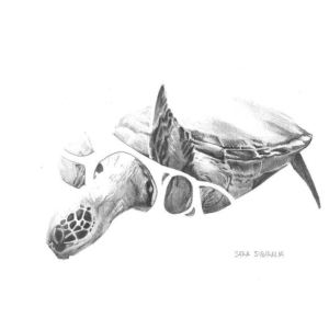 Tortuga Carbon