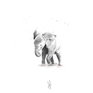 Bebe Elefante Carbon