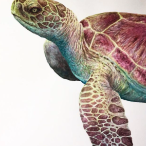Tortuga @art_indib
