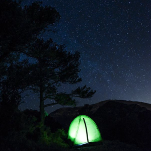 Nature Gree Night