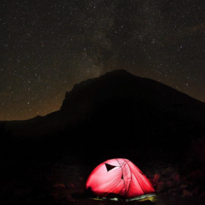 Nature Pink Night