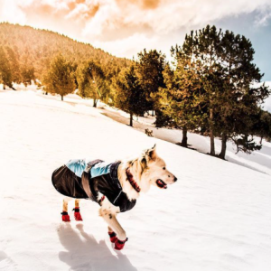 Dog in snow