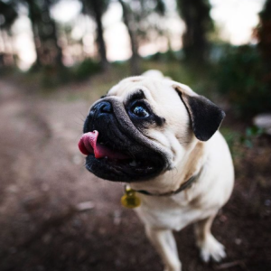bullDogo Frances