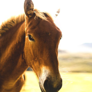 Brown horse face