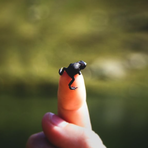 Mini black frog