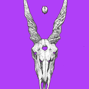 Eland skull