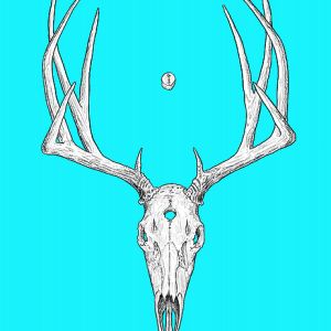 Deer skull