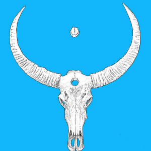 Buffalo skull