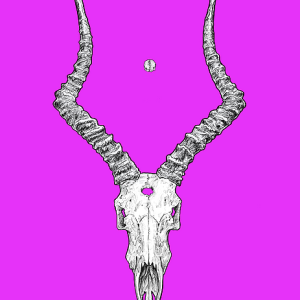 Impala skull