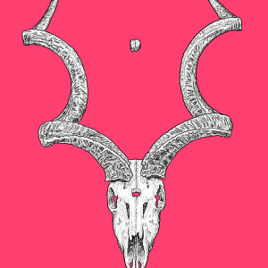 Kudu skull