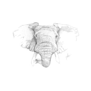 Front Elefante Carbon