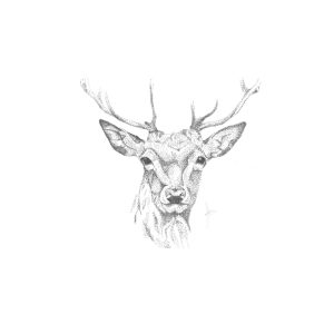 Deer Carbon